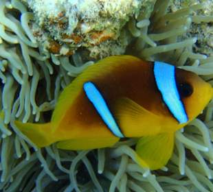 Auch Anemonenfische gibt es im Riff zu sehen