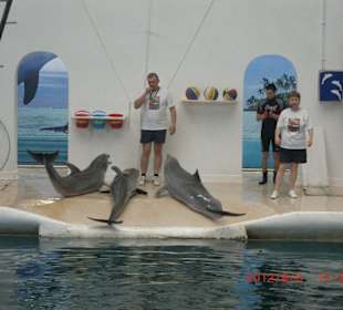 Delphin Show
