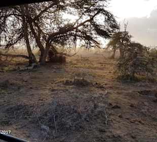 PrivatSafari 10/17 - Tsavo+Amboseli - impressions