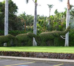 Elefantenhecke beim Eingang