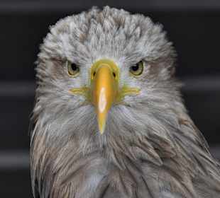 Adler (Portrait)