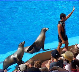 Vorführung Show der seelöwen