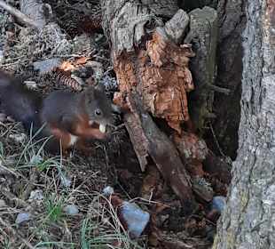 Lenzerheide Eichhörnliwald