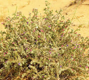 Gündogdu Pflanzenwelt