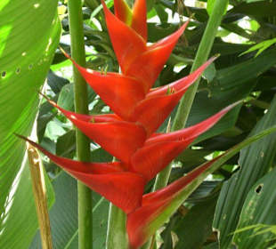 Khao Sok Nationalpark