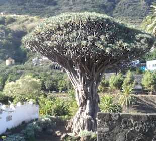 Drachenbaum von Agalán