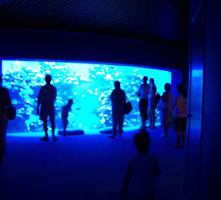 Aquarium in Palma