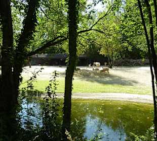 Antilopen & Damhirsch Anlage