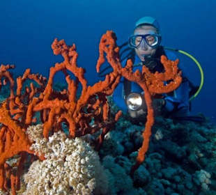 Hausriff Hyatt Regency SUBEX Tauchbasis SSH