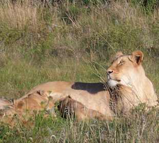 Werden von der Mutter gestillt