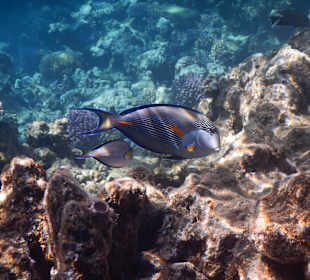 Schnorcheln Marsa Alam