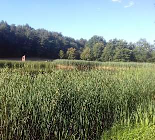 Seewoog in Ramstein-Miesenbach