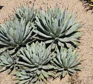 Impressionen aus dem Botanischen Garten Cagliari
