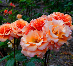 Шикарные розы Грасса