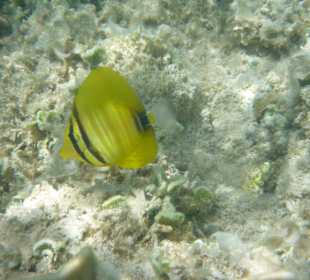 Falterfisch