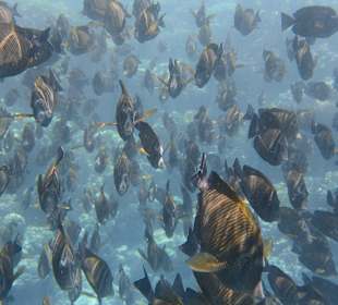 Unterwasser - riesige Fischschwärme