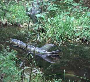 Dinosaurier Museum Altmühltal