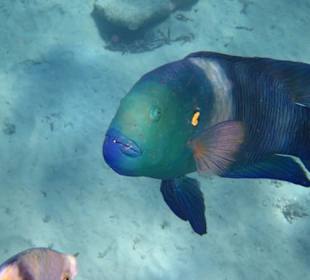 Fisch