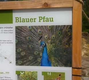 Südamerika Bereich - Blauer Pfau