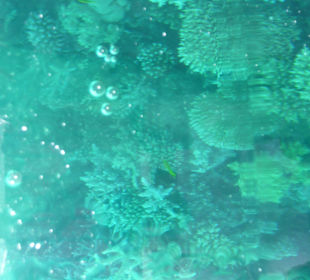 Korallen- auf Schnorcheltour