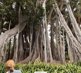 Botanischer Garten Puerto de la Cruz 