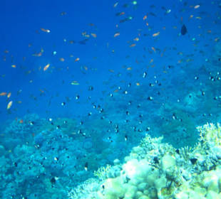 Wunderschönes Hausriff Hotel Melia Sinai