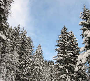 Forest near Isenflueh