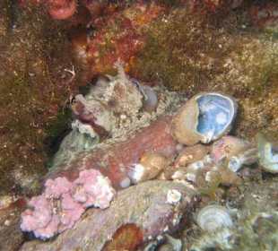 Tauchgang in Cala Barca