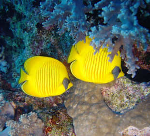 Tauchen mit Aquariusredsea