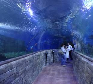 Glastunnel im Aqurium
