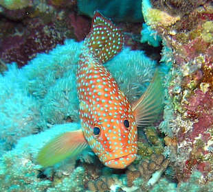 Schau mir in die Augen!