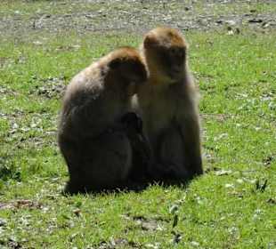 Berberaffen mit Baby