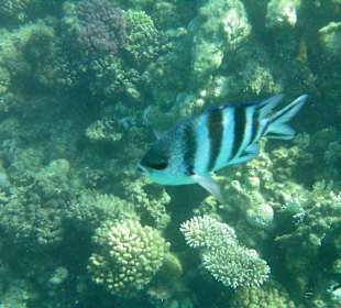 Viele schöne Fische