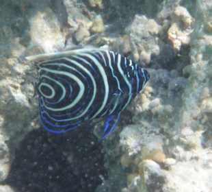 Poisson ange empereur juvénile: plage de l'hotel