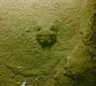 Fisch im Sand
