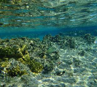 Rafa przy hotelu Resta Reef Resort 