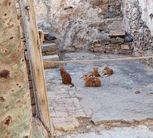 Insel Spinalonga / Kalidonia