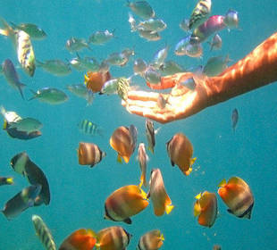 Scuba Diving and Snorkeling