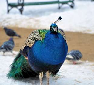 Mieszkańcy Łazienek Królewskich