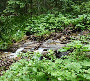 Giant Cedars Boardwalk