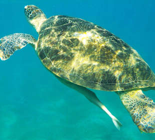 Tauchen und Schwimmen mit der Schilkröte