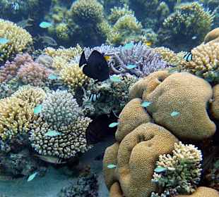 Schnorcheln Marsa Alam