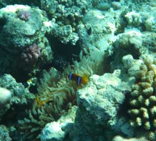 Nemo