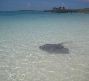 Rochen am Strand Isla Contoy