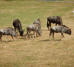 Tiere im Park - Autotour