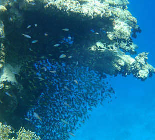 Šnorchlování na domovském útesu