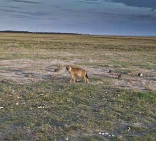 Hyäne - Amboseli National Park