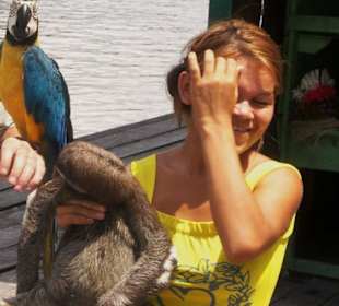 Faultiere in Amazonas