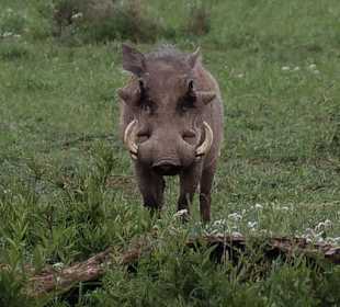 Warzenschwein im Ambosli