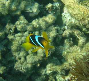 Nemos am Hotel Jaz Blumarine